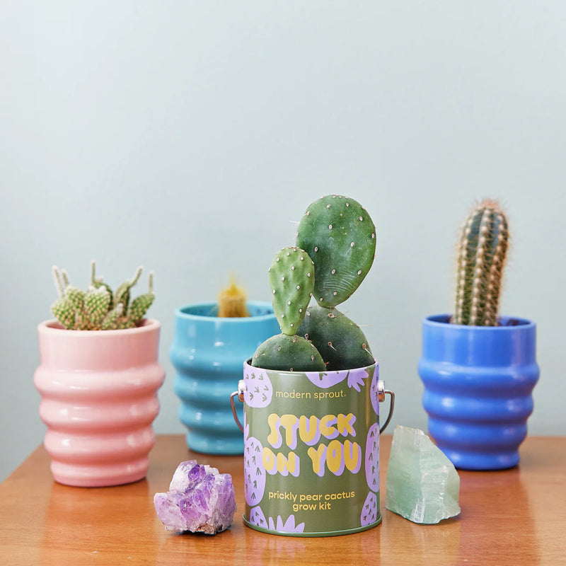 Light Gray Complimentary Colors Grow Kits grow kit